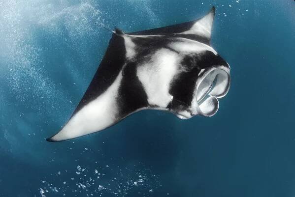 Rays | Various – Danny Kessler