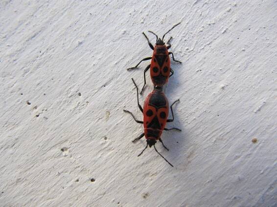 Cifruša bezkrídla / Pyrrhocoris apterus