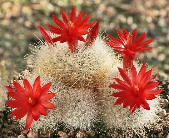 Mammillaria (Mamillopsis) senilis, foto Josef Bušek  Josef Bušek kb.josefbusek(z)t-online(t)de