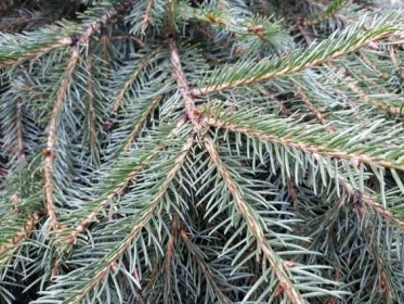 Smrk norský „Formanek“ Picea abies „Formanek“