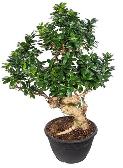 Fíkus, Ficus microcarpa, bonsaj Ginseng, skladem | ZAZUMi.cz