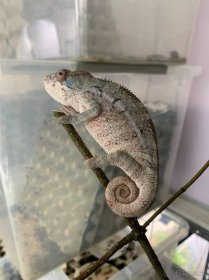 Chameleon pardálí (Furcifer pardlis) Ambilobe F1