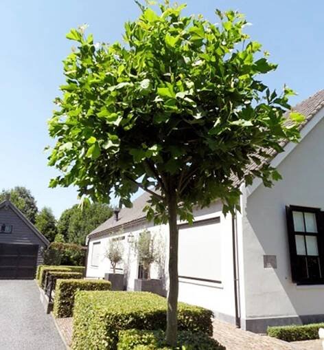 Platan javorolistý ́ALPHENS GLOBE ́ na kmínku 180 cm, kont. 20 l