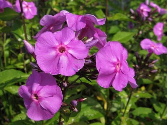 Phlox paniculata " Blue Boy " - flox, plamenka Zahradnictví Krulichovi - zahradnictví, květinářství, trvalky, skalničky
