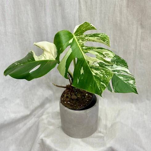 Monstera deliciosa ‘Albo-Variegata’ Ø 12 cm