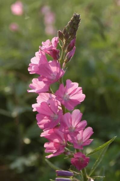 Sidalcea maviflora