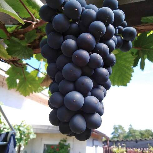 Réva vinná (Vitis vinifera)