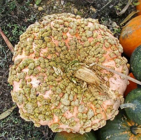 Tykev obrovská Galeuse d Eysines (Cucurbita maxima)