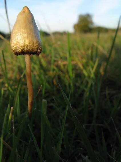 :: OSEL.CZ :: - Lysohlávková psychedelie na funkční magnetické rezonanci