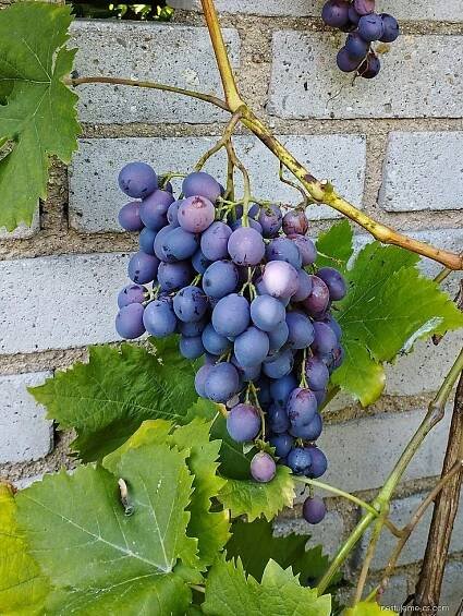 Réva vinná - Vitis vinifera