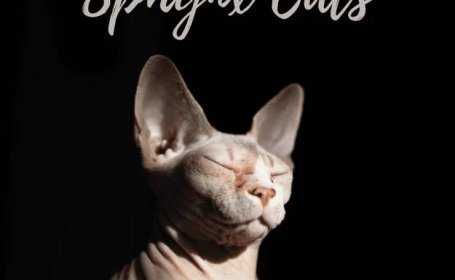 Sphynx Cats: What You Should Know Before You Buy One