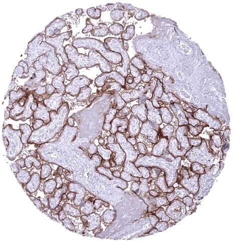 PD-L1 (MSVA-711R) - MS Validated Antibodies