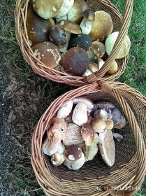 Kde rostou a kam na houby v Ústeckém kraji? | NaHouby.cz