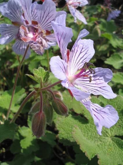 purple flowers with green leaves in the foreground and another flower on the far side