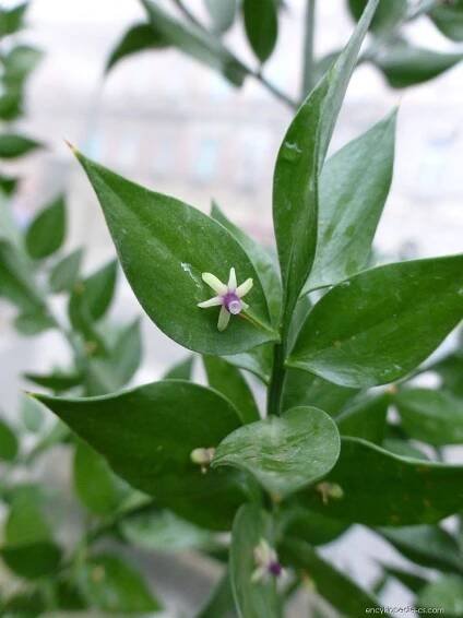 Listnatec ostnitý (Ruscus aculeatus)