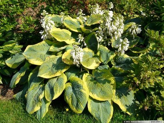 Hosta sieboldiana Frances Williams hosta