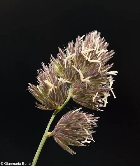 fotografický klíč k určování cévnatých rostlin :: BOTANICKÁ FOTOGALERIE