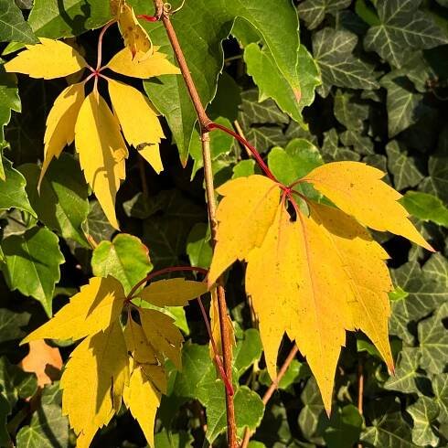 Žlutý vinoblušť (Parthenocissus quinquefolia) Květináč 2 l