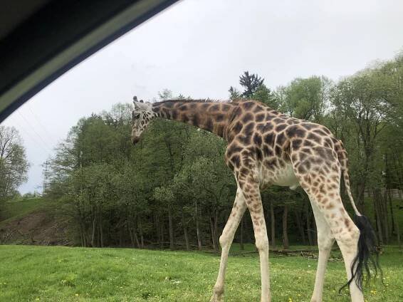 Safari Park Dvůr Králové
