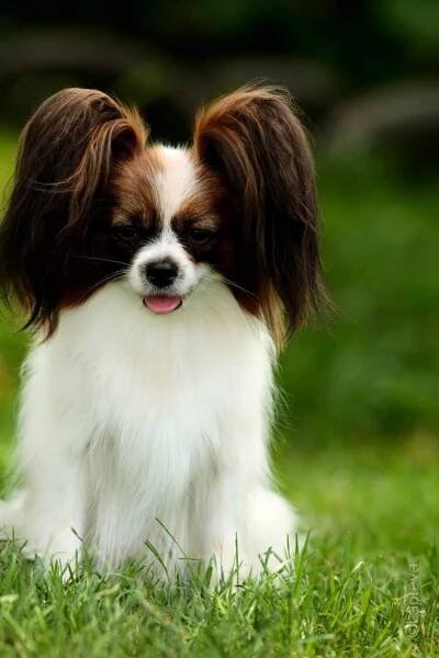 Papilloni Tiny Zonte | Psi / males