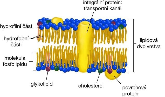 Biologie: Buněčná biologie: Biomembrány, plazmatická membrána 