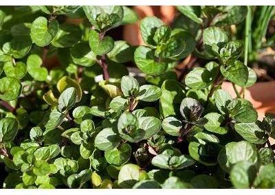 levandule-online.cz Máta čokoládová - Mentha Piperita " Chocolate "