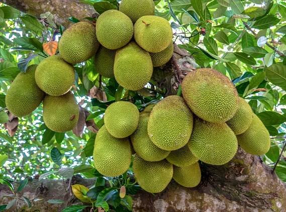 Jackfruit - Fotografie zdarma na stiahnutie