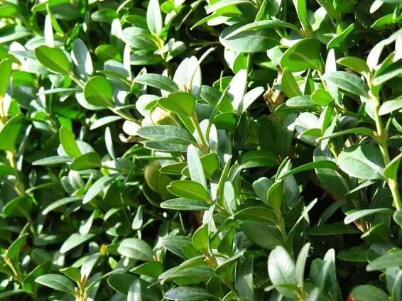 Umělý buxus vám nezajde