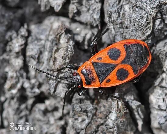 Ruměnice pospolná | Naturfoto.cz