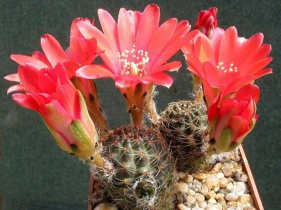 Rebutia zecheri – Wikipedie