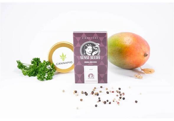 Big Bud - 3 ks feminizovaná semínka Sensi Seeds