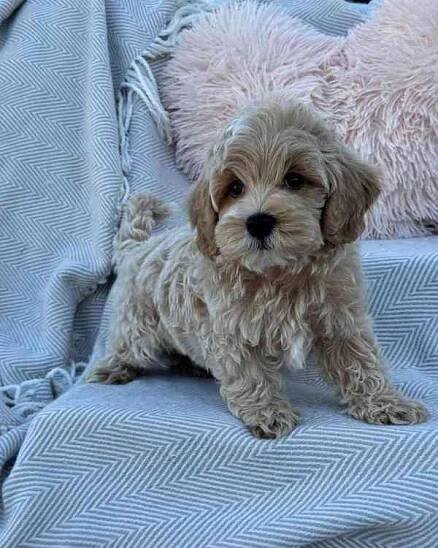 Nádherná mini štěňata Maltipoo s PP - foto 3