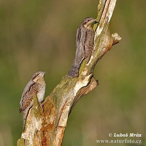 Krutihlav obecný | Naturfoto.cz