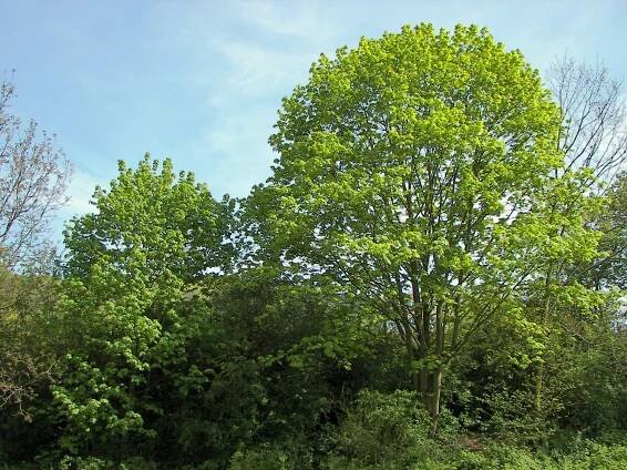 Acer platanoides