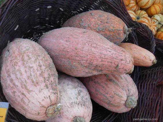 Tykev obrovská Pink Jumbo Banana (Cucurbita maxima)