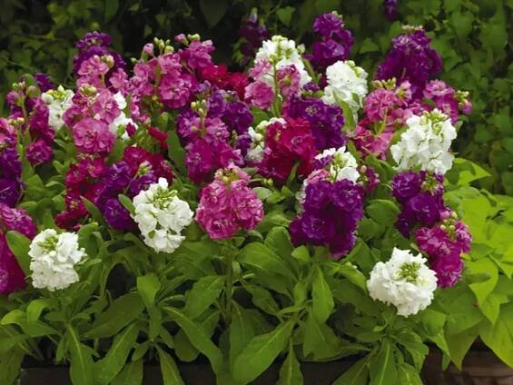 Matthiola incana