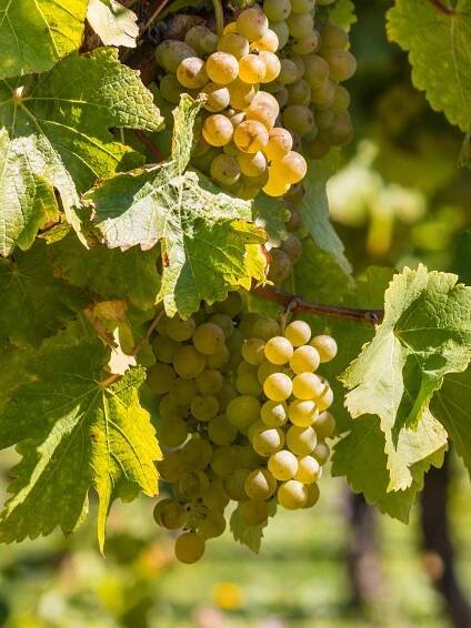 The Sourcing Table | Sauvignon Blanc Wines – The Sourcing Table