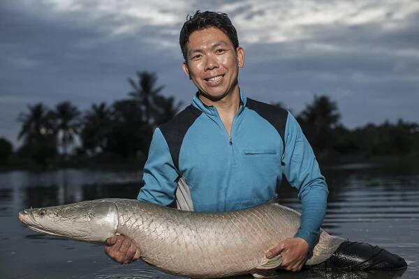 rybář, Arapaima stock fotka
