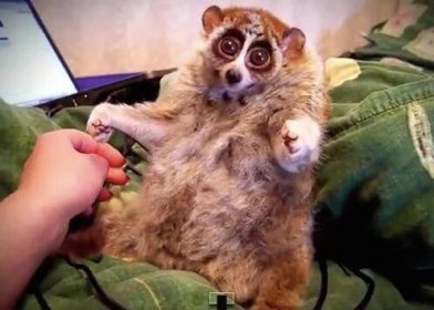 VIDEO: Drsná realita roztomilých filmů se zvířátky