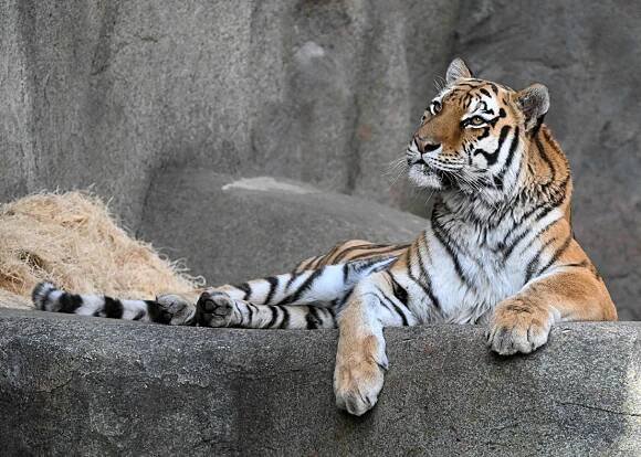 Brookfield Zoo Chicago