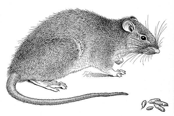Ekhöfts Säugetiere – Ekhöft