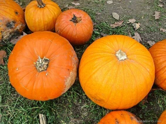 Tykev obrovská Tractor (Cucurbita maxima), plody, plodenství