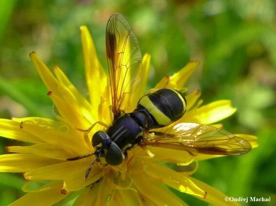 Chrysotoxum bicinctum - pestřenka dvojpásá | Syrphidae - pestřenkovití | Natura Bohemica