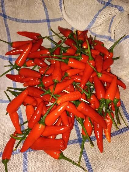 Preparing the chilli paste