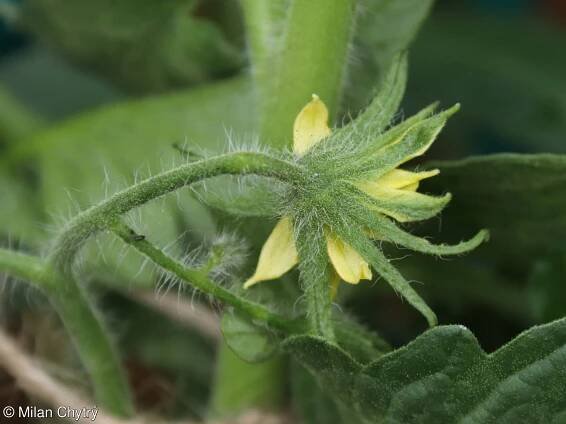Solanum lycopersicum – lilek rajče, rajče jedlé