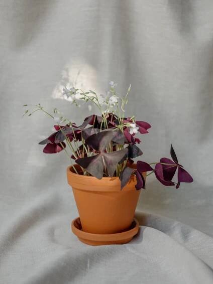Oxalis triangularis