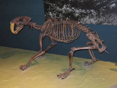 Soubor:Smilodon californicus.jpg – Wikipedie