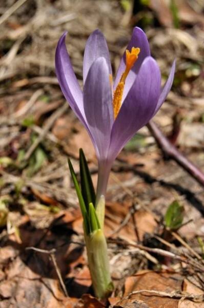 Crocus discolor