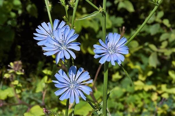 Jak zklidnit rozbouřený žlučník: Čekanka obecná nebo taky lékařská (Cichorium intybus) podporuje látkovou výměnu a zlepšuje správnou činnost slinivky, jater a žlučníku, působí protizánětlivě. Účinné látky jsou hlavně v kořenu, z kterého se vyrábí náhražka kávy nazývaná cikorka, použít lze i nať s listy, mají téměř stejné obsahové látky jako kořen.