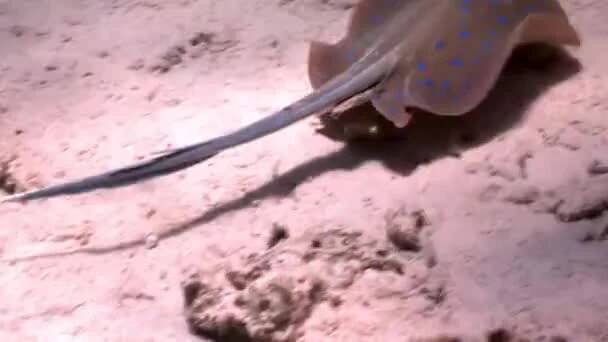 Bluespotted stingray Taeniura Lummou schovává v písku pod vodou Rudého moře. — Stock záběr